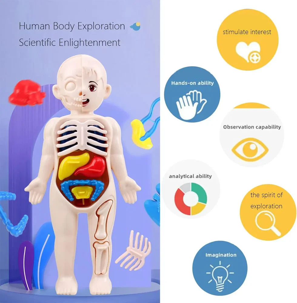 Close-up of the friendly face of the child-safe anatomy doll, featuring a split design showing half skin and half skull structure.