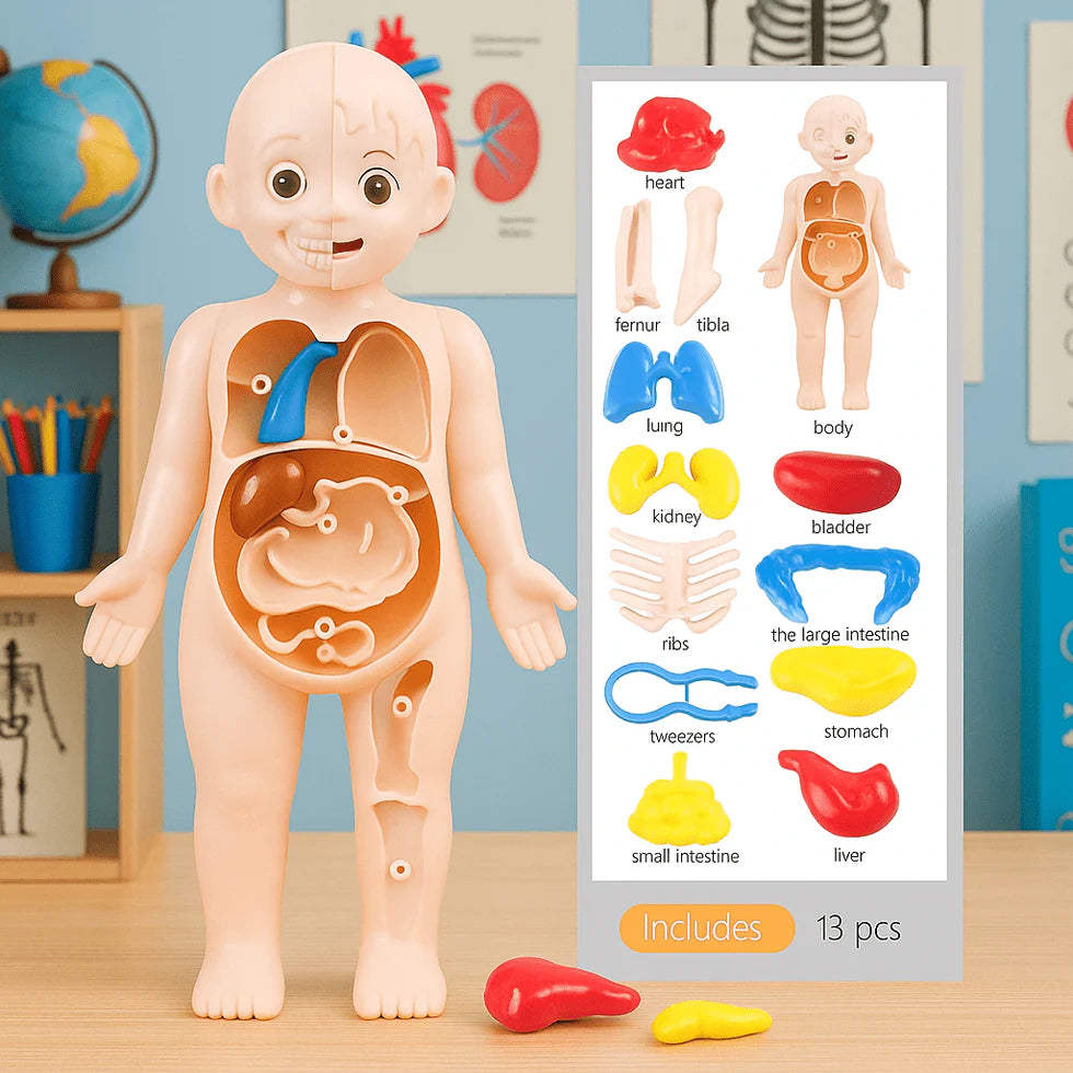 Close-up of colorful plastic toy organs—including the liver, stomach, and bladder—next to the legs of the 3D human body puzzle toy.
