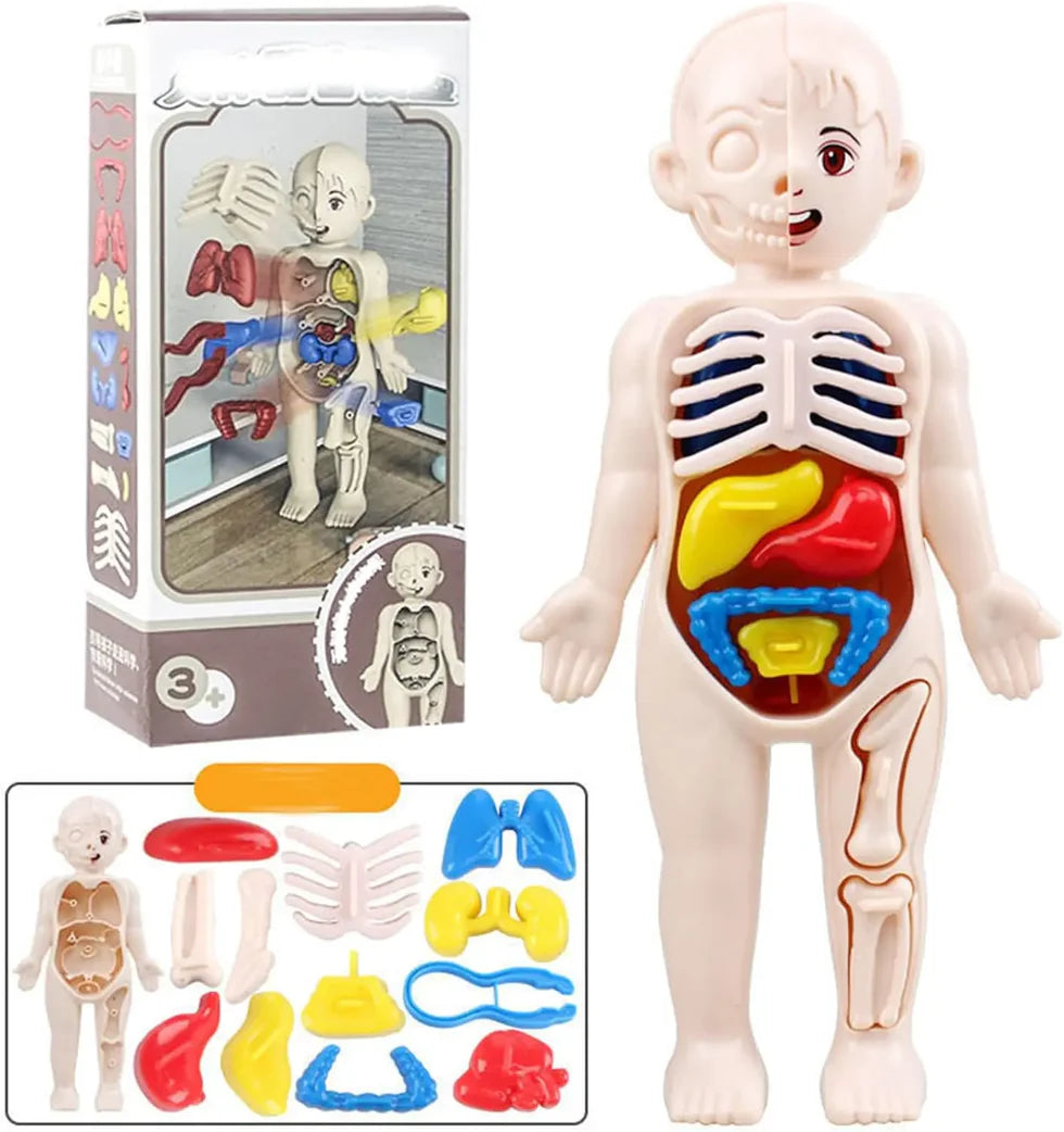 Plastic blue tweezers tool included in the human body puzzle kit for kids to practice fine motor skills by removing toy organs.