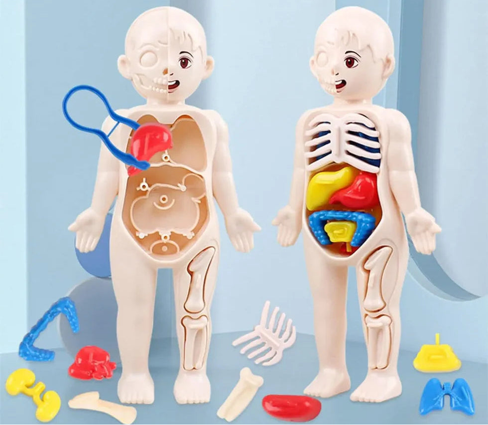 Front view of a plastic kid-friendly human body anatomy model toy with visible internal organs and removable bones on a wooden table.
