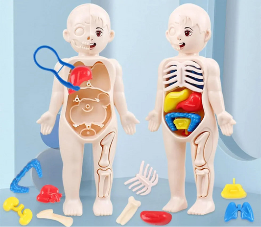 Front view of a plastic kid-friendly human body anatomy model toy with visible internal organs and removable bones on a wooden table.