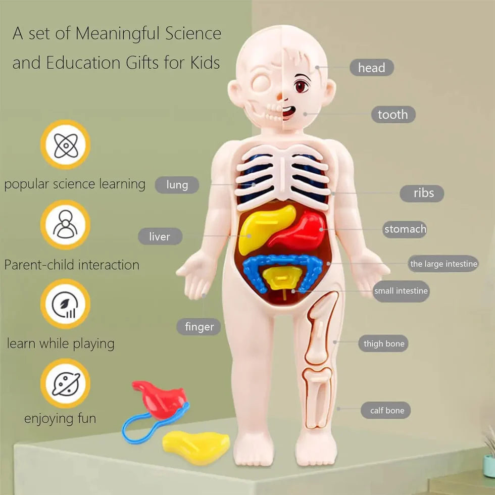 Infographic showing the 13 pieces included in the kids anatomy toy, including tweezers, ribs, heart, lungs, kidney, liver, stomach, and intestines with English labels.